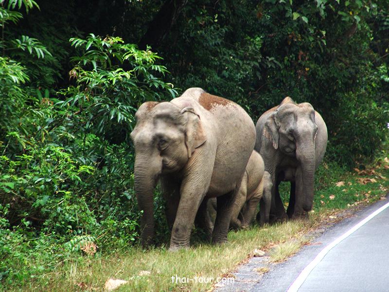 อุทยานแห่งชาติเขาใหญ่ อุทยานแห่งชาติเขาใหญ่