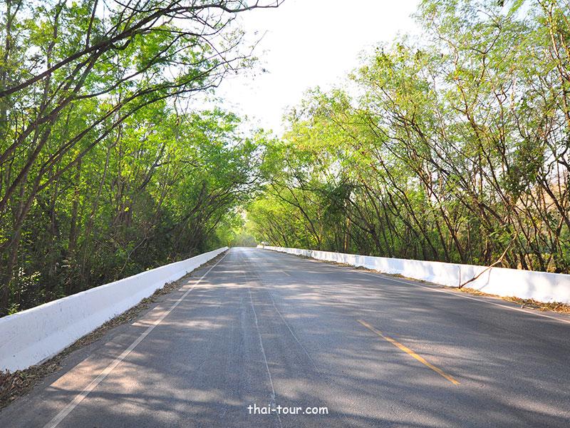 อุโมงค์ต้นไม้ สระบุรี อุโมงค์ต้นไม้ สระบุรี