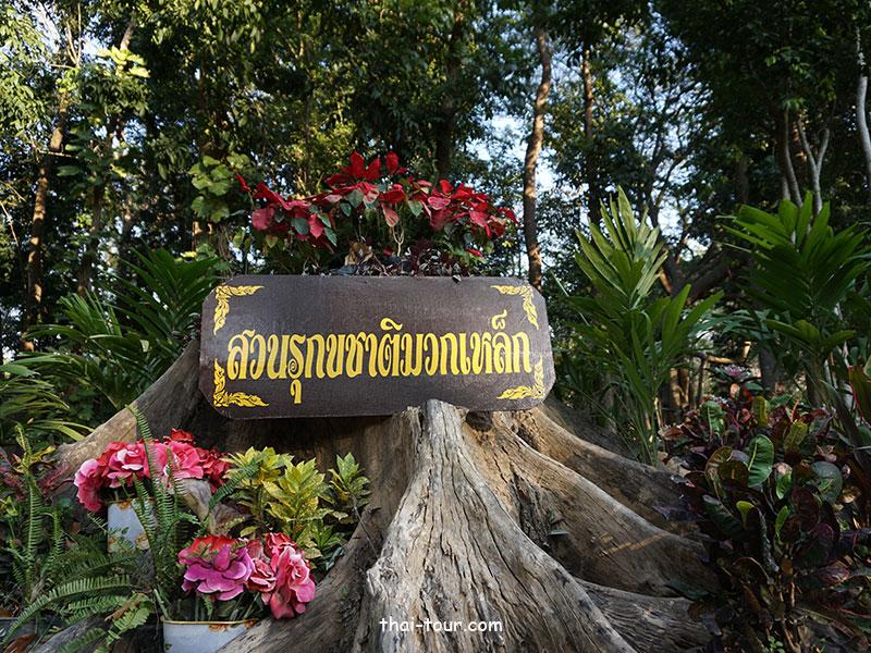 สวนรุกขชาติมวกเหล็ก สวนรุกขชาติมวกเหล็ก